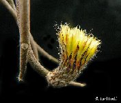 Astrophytum caput-medusae JLcoll.4653+FA (small quantity)